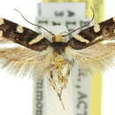 Image of Macrobathra xuthocoma Meyrick 1886