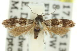 Image of Macrobathra melanargyra Meyrick 1886