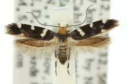 Image of Macrobathra leucopeda Meyrick 1886