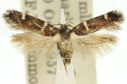 Image of Macrobathra harmostis Meyrick 1888