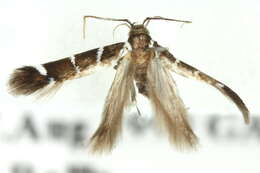 Image of Macrobathra