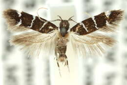 Image of Macrobathra