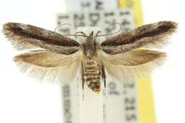 Image of Macrobathra embroneta Turner 1932