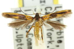 Image of <i>Xestocasis balanochrysa</i>