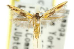 Image of <i>Xestocasis balanochrysa</i>