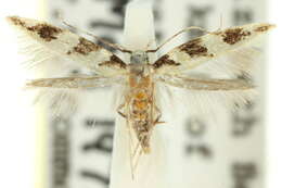 Image of Mothonodes obusta Meyrick 1921