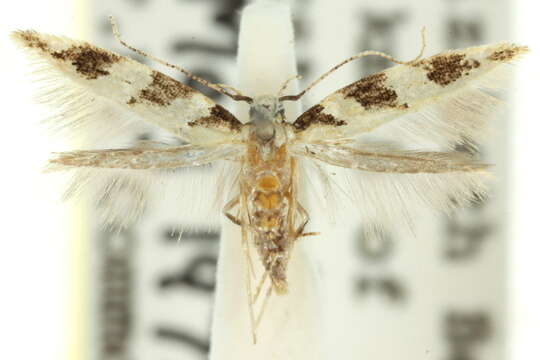 Image of Mothonodes