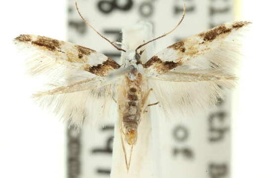 Image of Mothonodes