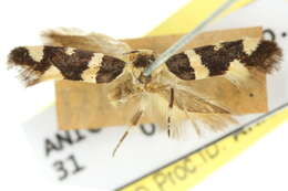 Image of Macrobathra honoratella Walker 1864