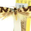 Image of Heureta cirrhodora Meyrick 1915