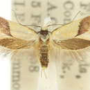 Image of Macrobathra anemarcha Meyrick 1886