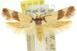Image of Macrobathra heterozona Meyrick 1888