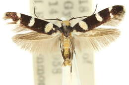 Image of Limnaecia cirrhosema Turner 1923