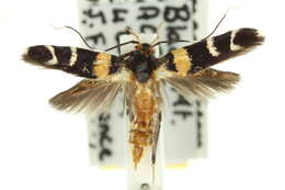 Image of Limnaecia cirrhozona Turner 1923