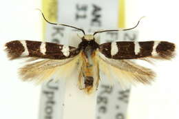 Image of Limnaecia chionospila Meyrick 1897