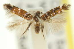 Image of Stagmatophora argyrostrepta (Meyrick 1897)