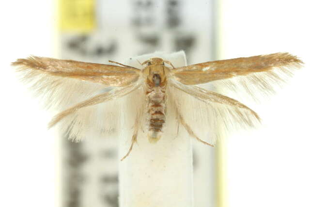 Image of Haplochrois tanyptera Turner 1923