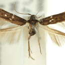 Image of Cosmopterix mystica Meyrick 1897