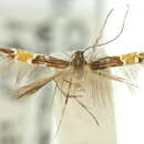 Image of Cosmopterix