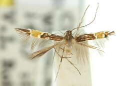 Image of Cosmopterix