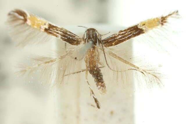 Image of Cosmopterix