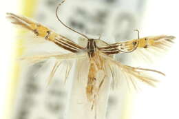 Image of Cosmopterix