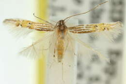 Image of Cosmopterix