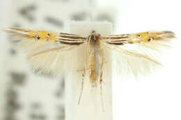 Image of Cosmopterix