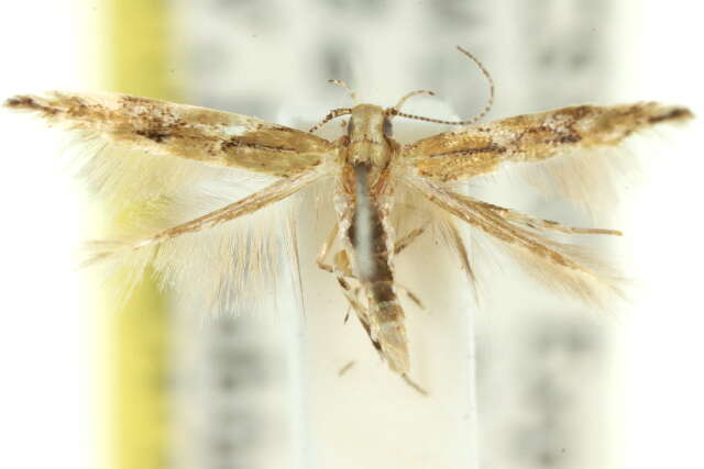 Image of Cosmopterix