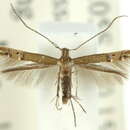 Image of Cosmopterix chlorochalca Meyrick 1915