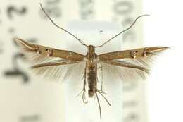 Image of Cosmopterix chlorochalca Meyrick 1915