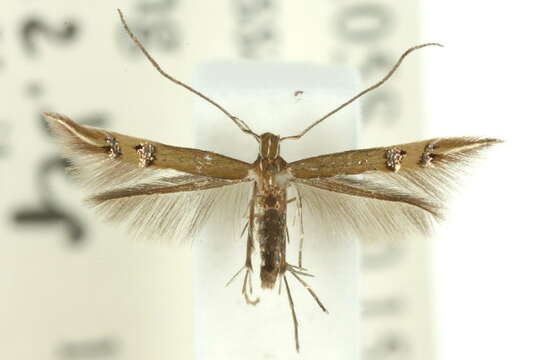Image of <i>Cosmopterix chlorochalca</i> Meyrick 1915