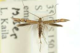 Image of Cosmopterix chlorochalca Meyrick 1915