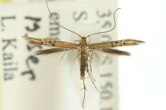 Image of Cosmopterix chlorochalca Meyrick 1915