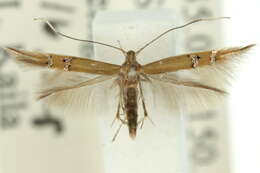 Image of Cosmopterix chlorochalca Meyrick 1915