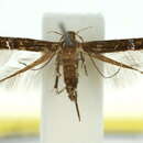 صورة Cosmopterix chalcelata Turner 1923