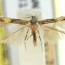 Image of Cosmopterix epizona Meyrick 1897