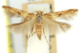 Image of Pyroderces anaclastis Meyrick 1897