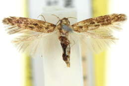 Image of Limnaecia adiacrita Turner 1923