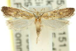 Image of Brachmia ceramochroa Turner 1919