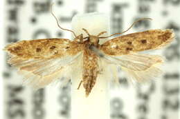 Image of Hemiarcha tetrasticta Turner 1919