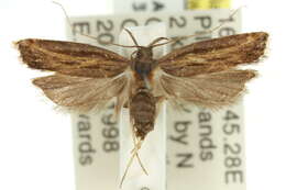 Image of <i>Hylograptis thryptica</i>