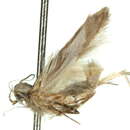 Image of Hypatima metaphorica Meyrick 1921