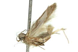 Image of Hypatima metaphorica Meyrick 1921