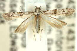 Image of Hypatima orthostathma Meyrick 1921