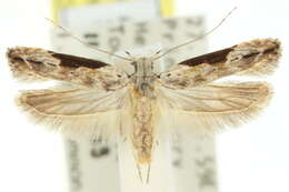 Image of Hypatima sphenophora Meyrick 1904