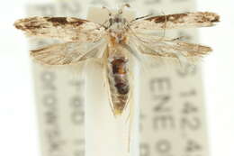 Image of Hypatima sphenophora Meyrick 1904