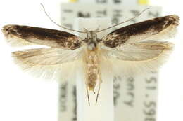 Image of Hypatima spathota Meyrick 1913