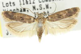 Image de Pectinophora gossypiella Saunders 1843