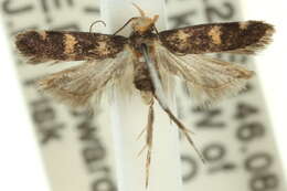 Image of Pexicopia mimetica Common 1958